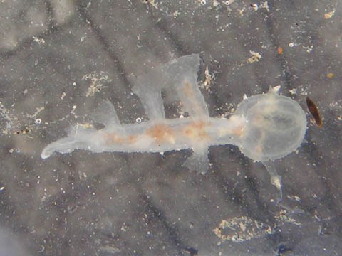 e0041143_21102559.jpg