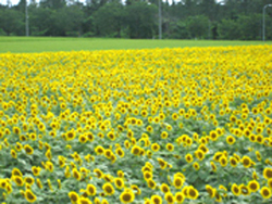 b0047345_18485289.jpg