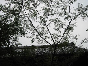 e0031572_2143853.jpg