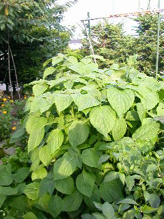 e0004756_2045253.jpg