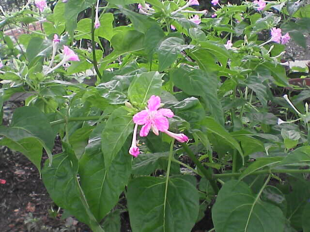 c0069380_1695975.jpg