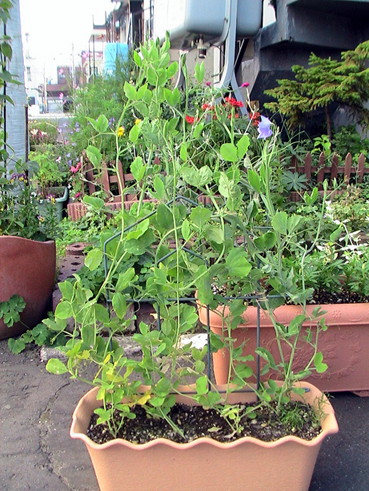 c0016987_1056190.jpg