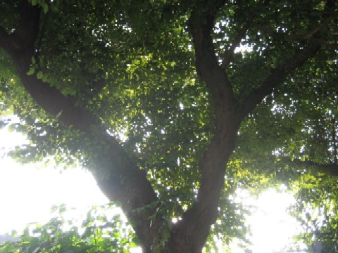 b0054391_1674155.jpg