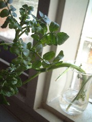 c0053898_12374485.jpg