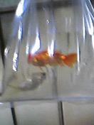 c0002919_21344159.jpg