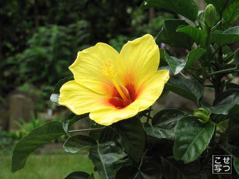 e0021328_0295982.jpg