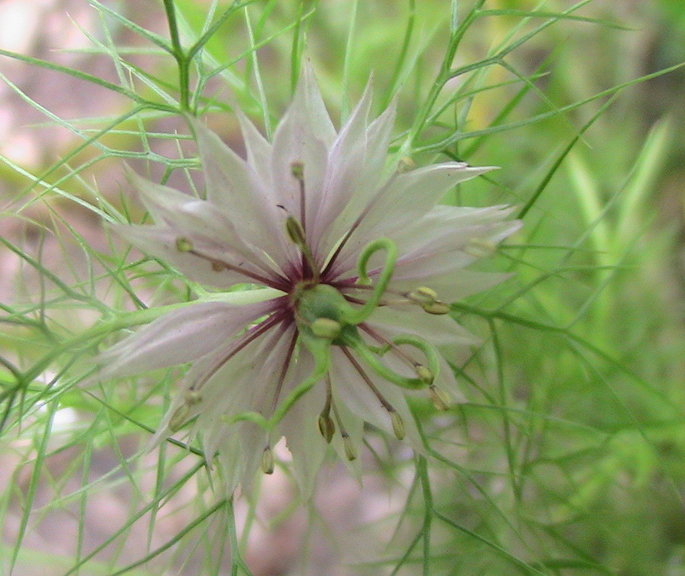 c0016987_12261485.jpg