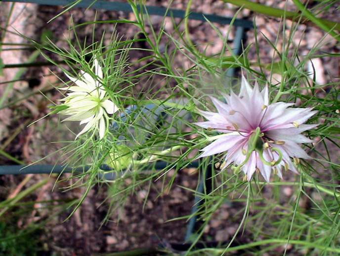 c0016987_12284121.jpg