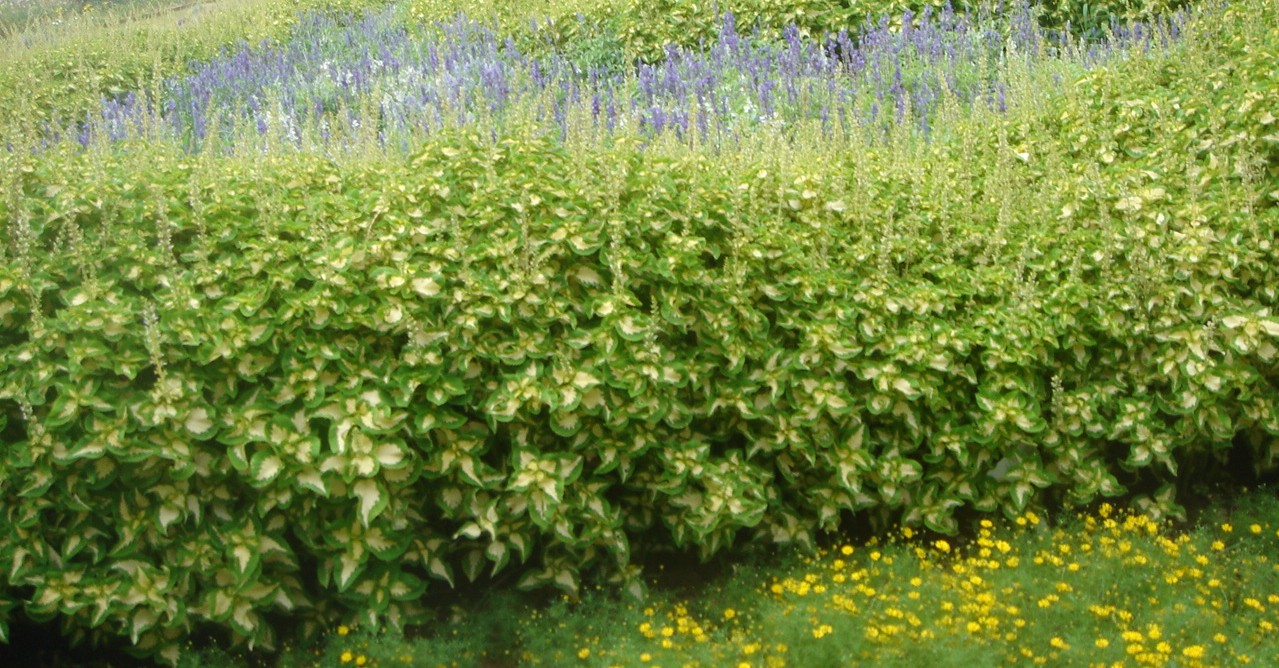c0041207_11174196.jpg