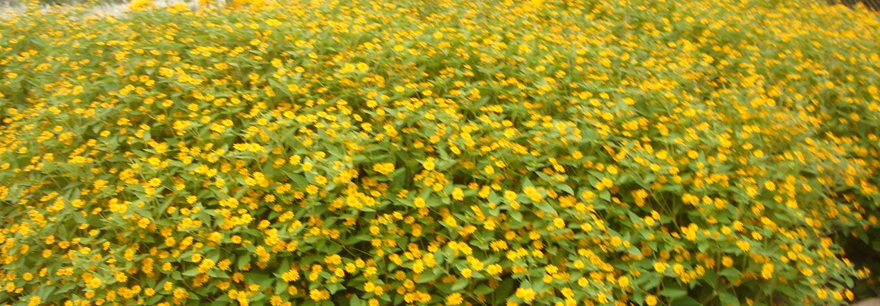 c0041207_11194277.jpg