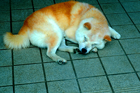 c0066827_21401775.jpg