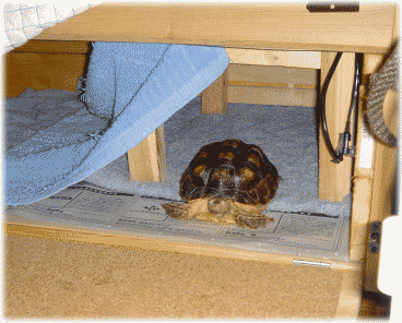 b0055276_2157273.gif
