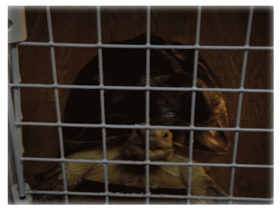 b0055276_2241123.gif