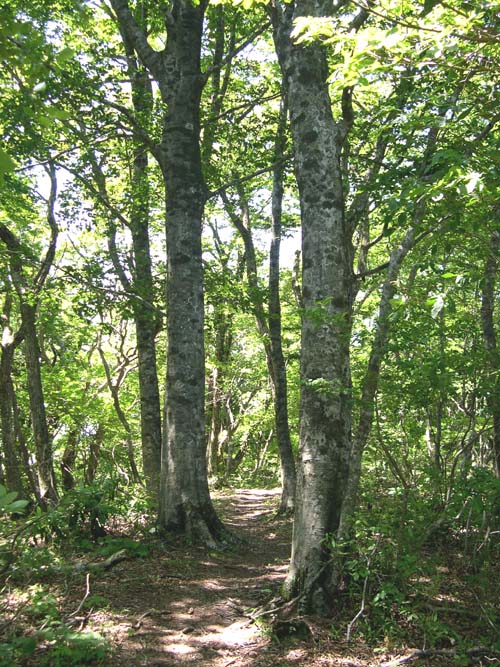 e0048413_1037307.jpg