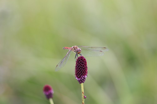 d0001533_20402754.jpg