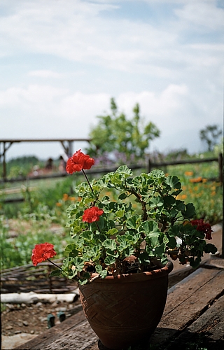 d0001533_2111847.jpg