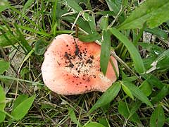 d0019169_23513643.jpg