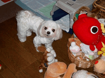 b0060071_02424.gif