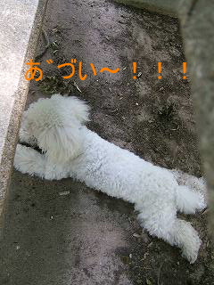 c0013693_424738.jpg