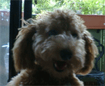 e0019696_2305353.gif