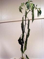 c0032530_1301272.jpg