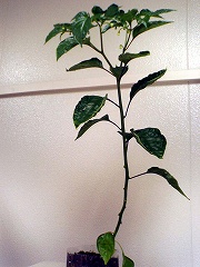 c0032530_1303728.jpg