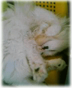 c0025852_10431013.gif