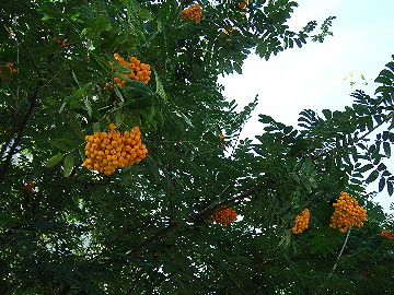 e0051186_1243134.jpg