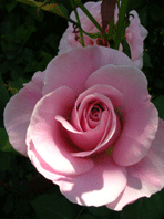 d0065364_0175127.gif