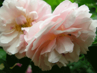 d0065364_0205669.gif