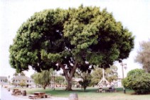 c0062603_15332173.jpg