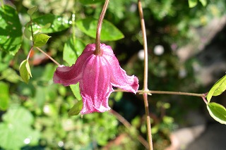 a0034419_12593119.jpg