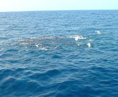 b0042548_0435211.jpg