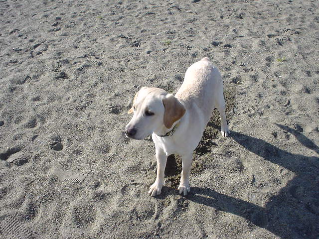 e0015154_1145623.jpg