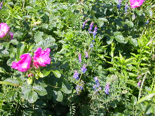 e0004756_2022068.jpg
