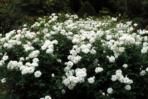d0034980_23554012.jpg