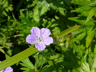 e0004756_10124474.jpg