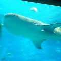 c0057776_0205419.jpg