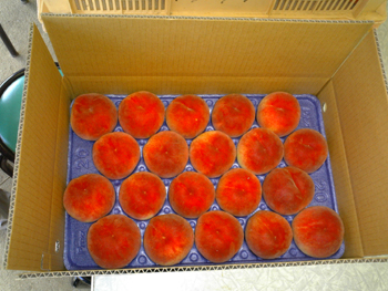 e0001170_154241.jpg