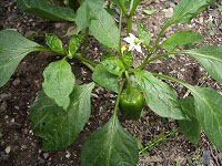 c0045882_22451416.jpg