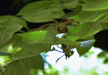 b0037498_13174425.jpg