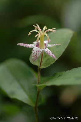 c0027027_22264566.jpg