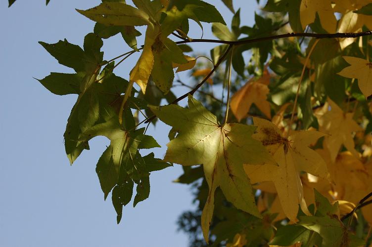 b0037498_11195472.jpg