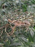 c0056903_173331.jpg