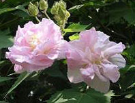c0069552_1011113.jpg