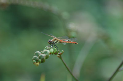 c0050264_12552541.jpg