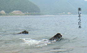 c0012571_23513913.gif