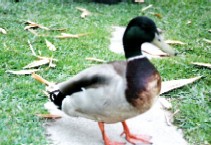 c0062603_13263425.jpg