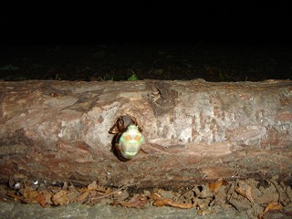 d0023323_0462251.jpg