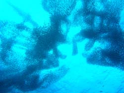 b0062363_17265834.jpg